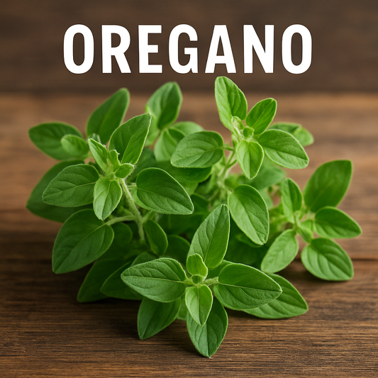 Oregano