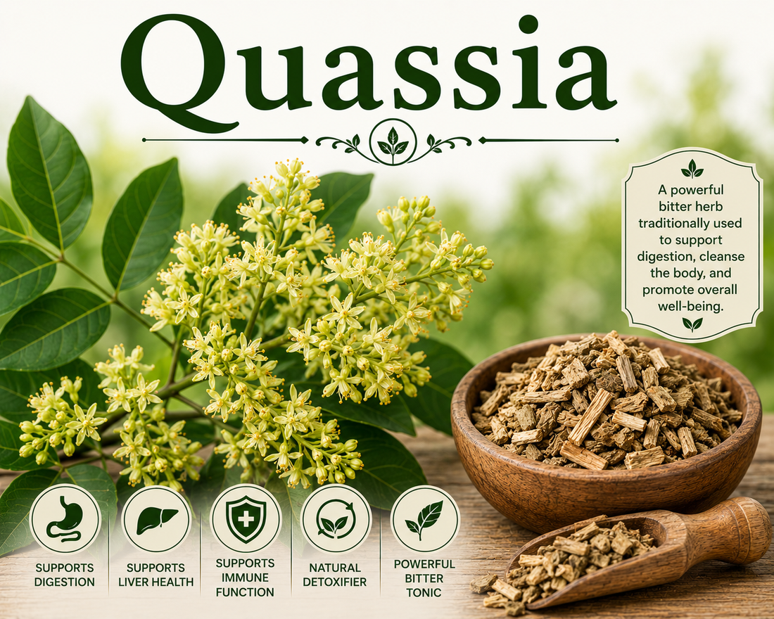 Quassia benefits uses side effects digestive wellness bitter herb and herbal remedy guide