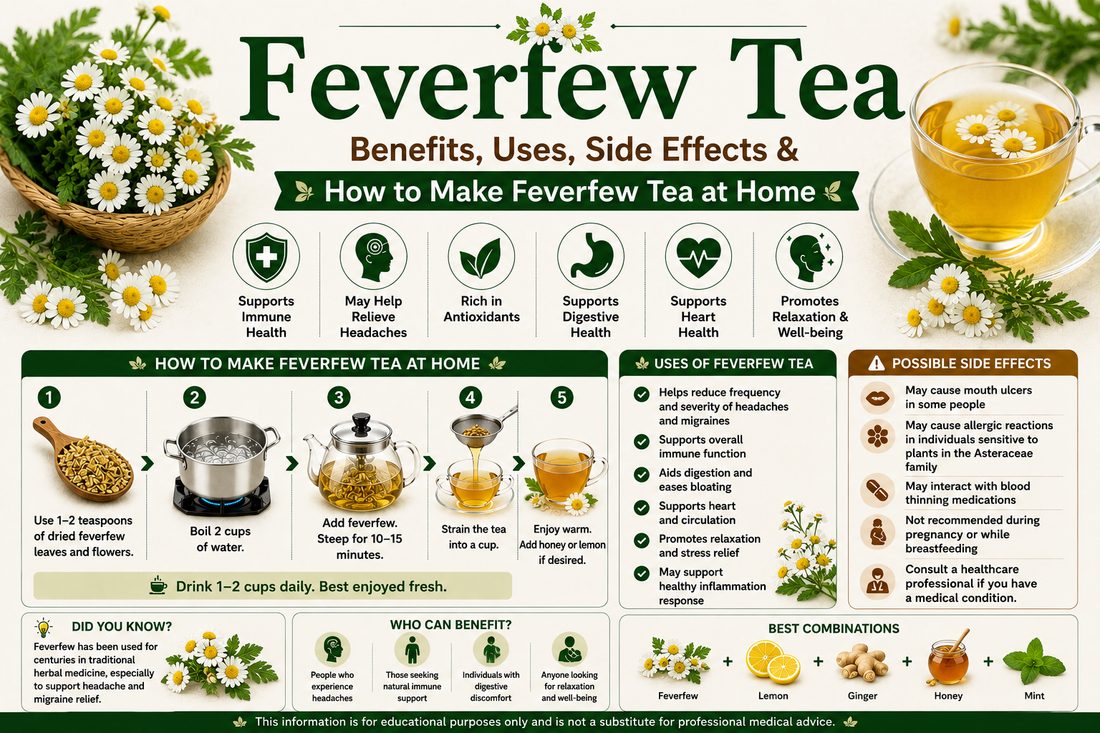 Feverfew Tea Benefits, Uses, Side Effects & How to Make Feverfew Tea at Home