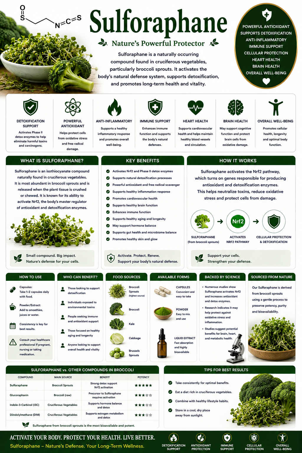 Sulforaphane supplement capsules and broccoli sprouts supporting antioxidant protection, cellular health, and healthy aging.
