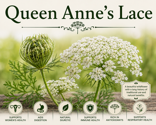 Queen Anne's Lace benefits uses side effects urinary wellness herbal remedy and botanical guide