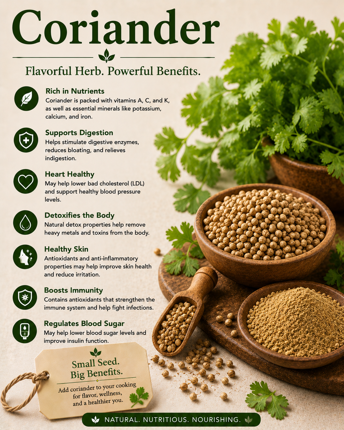 Coriander natural remedy benefits uses side effects and wellness guide