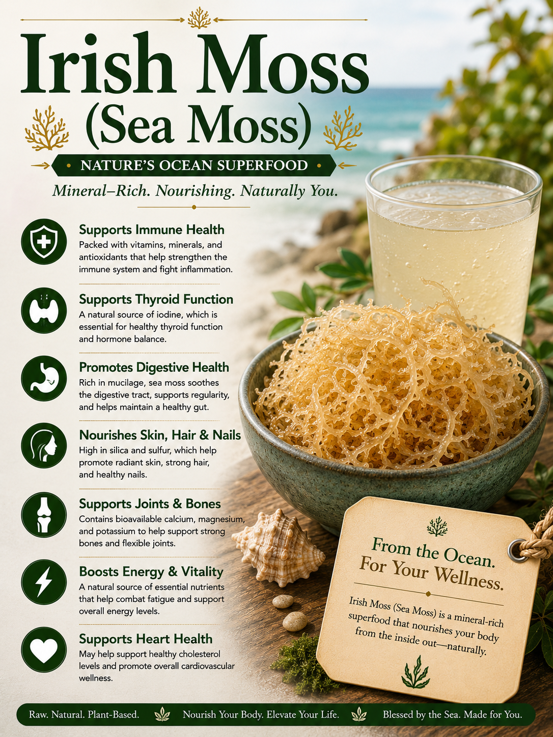 Irish Moss Sea Moss natural remedy benefits uses side effects and wellness guide