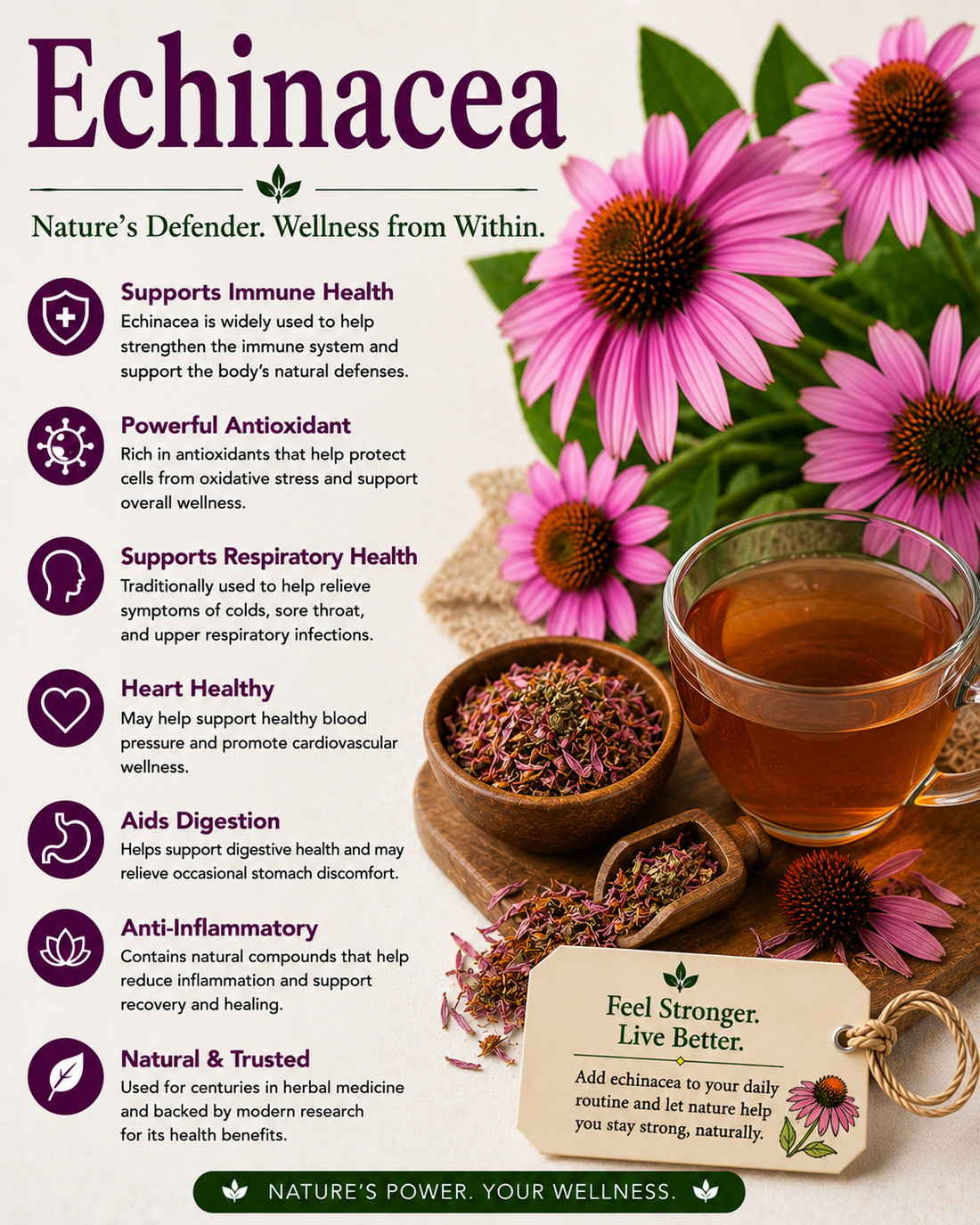 Echinacea natural remedy benefits uses side effects and wellness guide