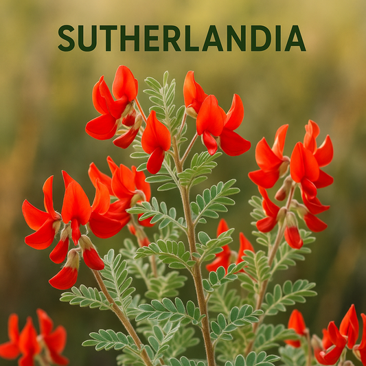 Sutherlandia