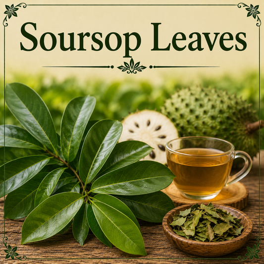 Soursop Leaves benefits uses side effects immune support antioxidant wellness and herbal guide