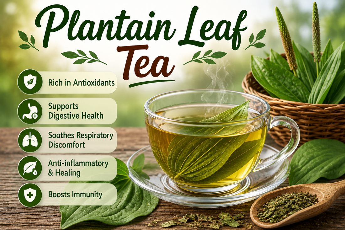 Plantain Leaf Tea Benefits, Uses, Side Effects & How to Make Plantain Leaf Tea at Home