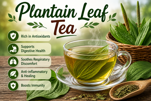 Plantain Leaf Tea Benefits, Uses, Side Effects & How to Make Plantain Leaf Tea at Home