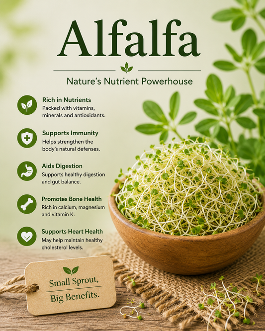 Alfalfa natural remedy benefits uses side effects and wellness guide