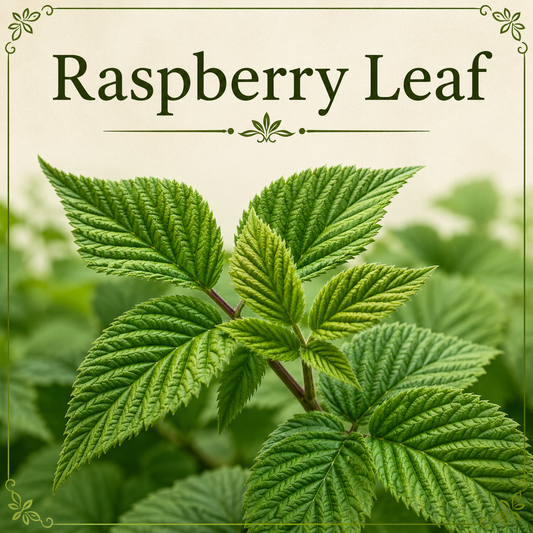 Raspberry Leaf benefits uses side effects women's wellness reproductive health and herbal wellness guide