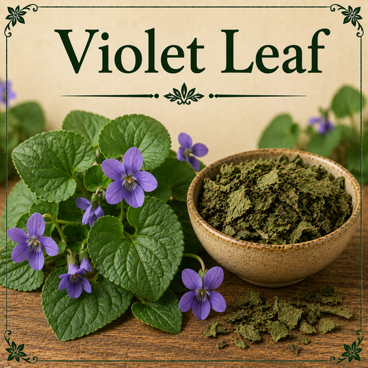 Violet Leaf benefits uses side effects respiratory wellness skin support and lymphatic health guide