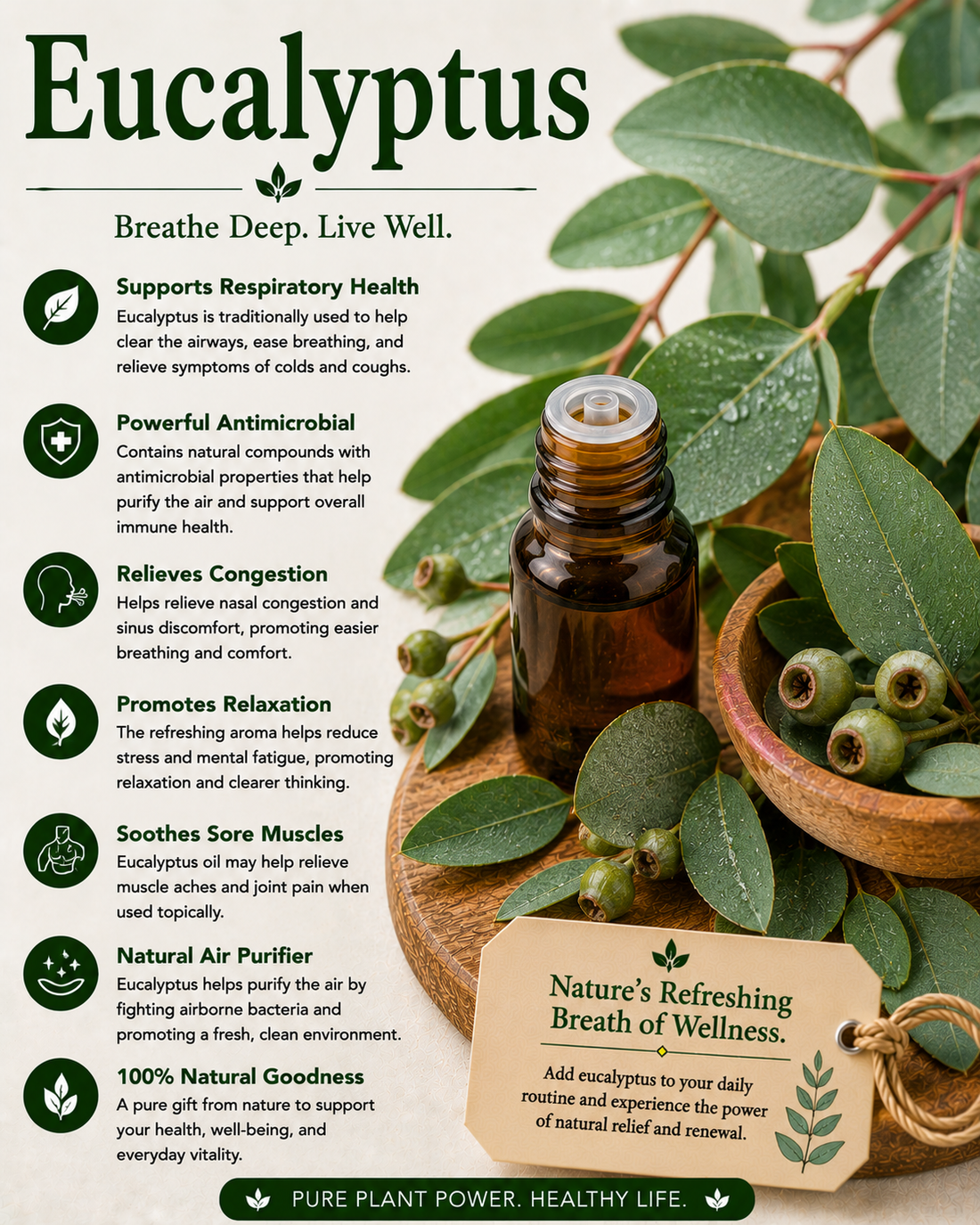 Eucalyptus natural remedy benefits uses side effects and wellness guide