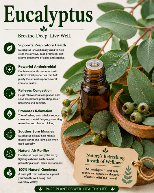 Eucalyptus natural remedy benefits uses side effects and wellness guide